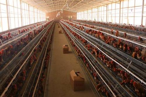 养鸡场通风降温设备该选什么 养鸡场通风降温设备该选什么