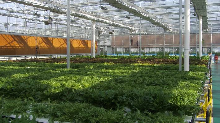 冬季大棚怎样通风 冬季大棚怎样通风