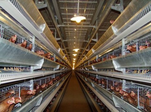 鸡舍冬天通风的目的,盐城鸡舍通风的基本要求