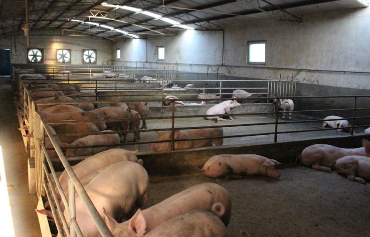 养猪场通风降温设备 养猪场通风降温设备