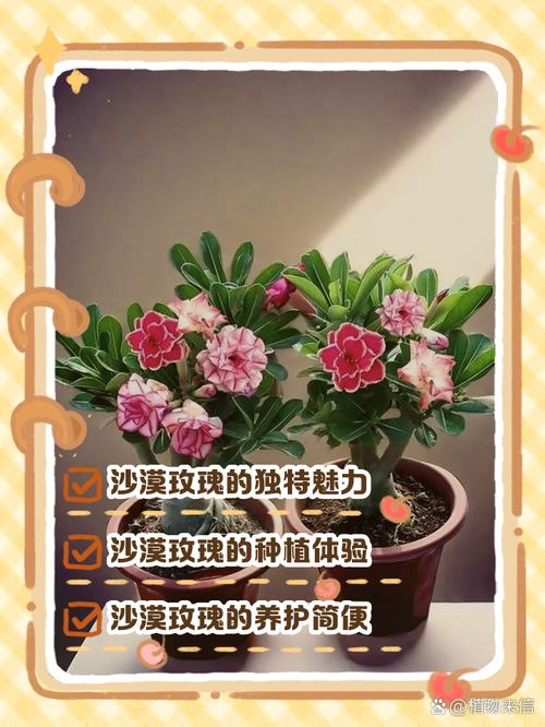 澳门正版免费全年资料大全问你:沙漠10万玫瑰绽放