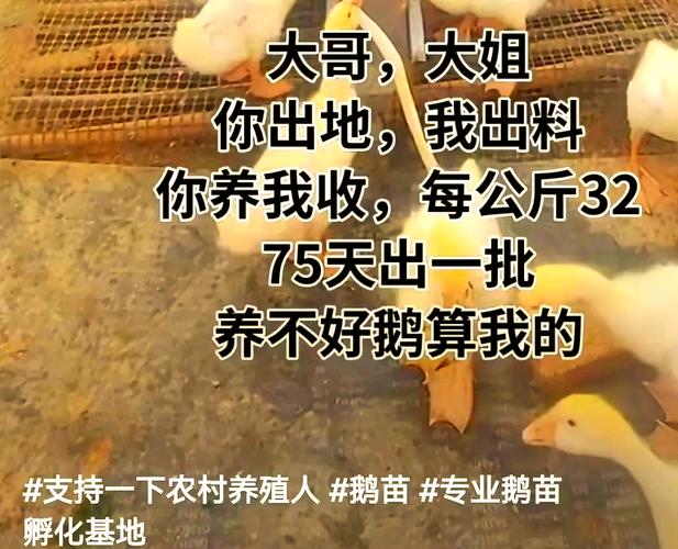 新澳今日图片分析:央视曝光云养殖骗局