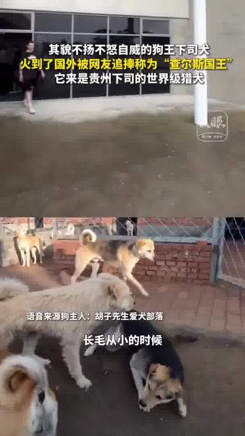 澳门资料百科:中国下司犬外网爆火