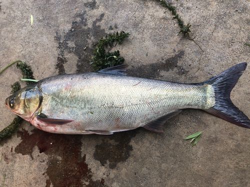 澳彩资料免费提供资料:云南滇池现鱼跳龙门